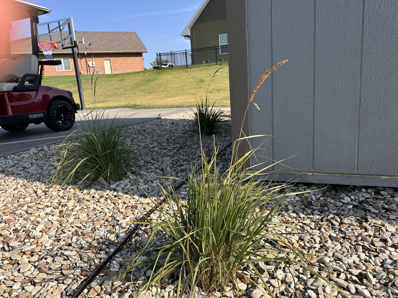 Decorative grass with golf cart and basketball hoop in the background