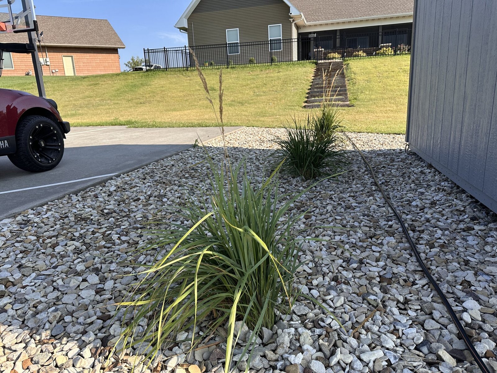 Two decorative grasses beside the shed with stairs in the background