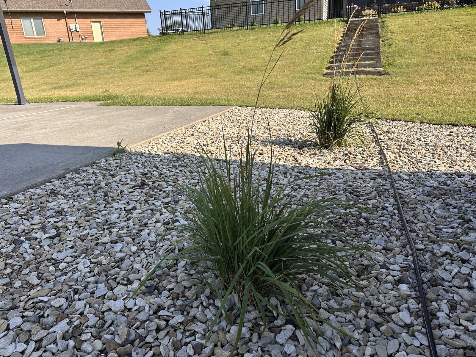 Decorative grass near a black drip line beside the shed