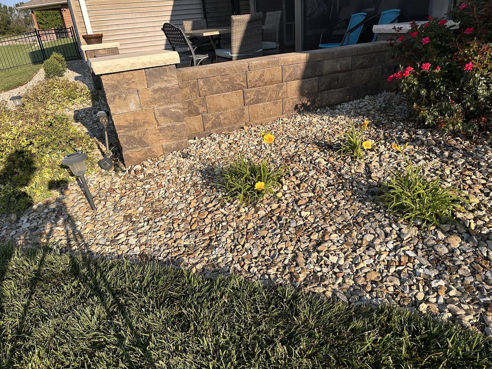 Three clumps of unnamed yellow-orange lilies in the backyard rock bed