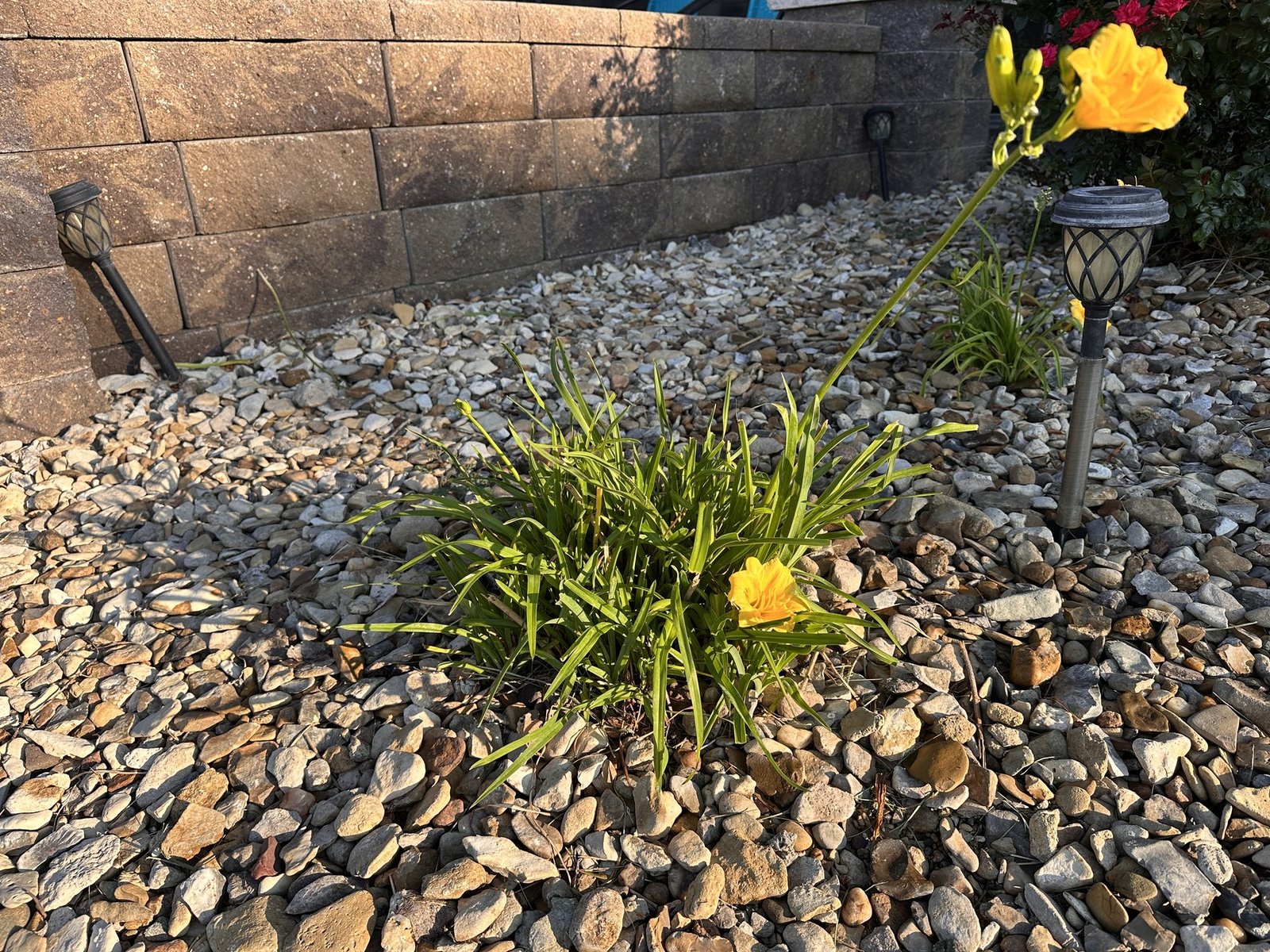 Close view of a yellow-orange lily blooming among green leaves and landscape rock