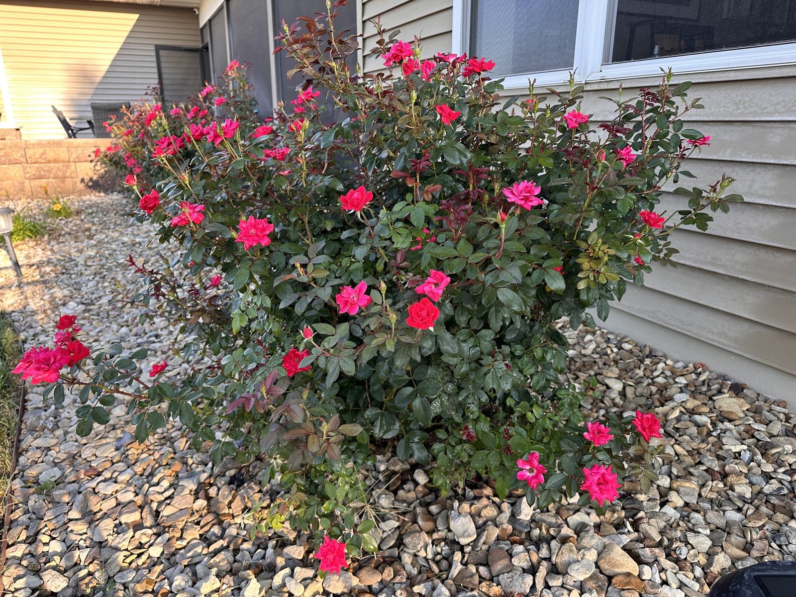 A close view of vivid red roses beside the house after their morning care