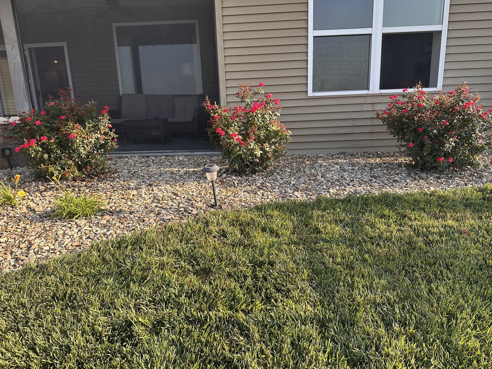 Three red rose bushes beside the screened porch, named Janet, Amanda, and Kristi from left to right